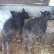 فروش دوتا گوساله نر ماده