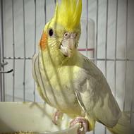 طوطی عروس هلندی نر باهوش