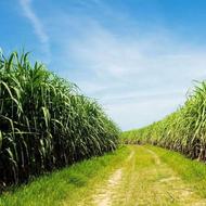 فروش یکسره نیشکرمحلی