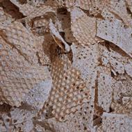 نان خشک شده بدون کپک