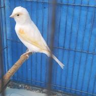 قناری ماده مست اماده