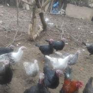 فروش بوقلمون