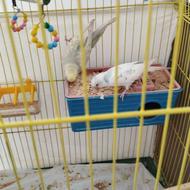 یک جفت مرغ عشق