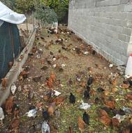 جوجه گلپایگان