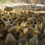 بچه غاز سه روزه