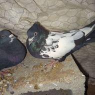 شش کبوتر فروشی