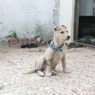 توله ماده پیت بول واگزاری