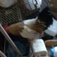 خروس سالم ..