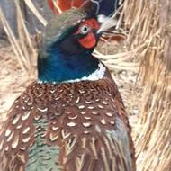 شش تا قرقاول آمریکایی