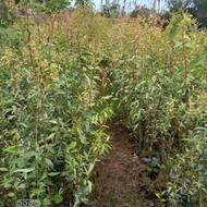 نهال اوکالیپتوس بااصلاح ریشه وانجیرگلابی