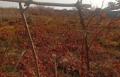 فروش باغ پسته و میوه