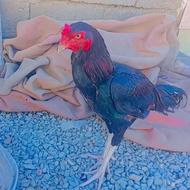 خروس لاری فروشی