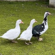 اردک اسراییلی