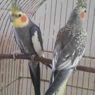 عروس هلندی جفت مولد معاوضه