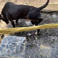 واگذاری سگ نر نژاد دار دوساله فقط فقط برای نگهبانی و ادمگیر