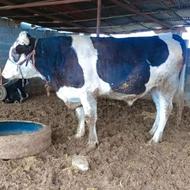 گوساله. . نر