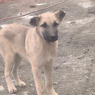 واگذاری توله سگ سرابی