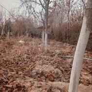 درخت آلبالو مجانی