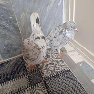 کفتر کبوتر سرور