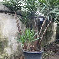 گیاهان فضای سبز به قیمت مناسب برای تغییر