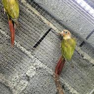 جفت گرینچیک