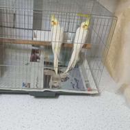 جفت عروس هلندی مولد