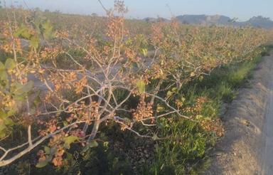 فروش باغ پسته واقع در ابرکوه