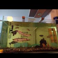 آکواریوم ماهی با تمام تجهیزات و ماهی
