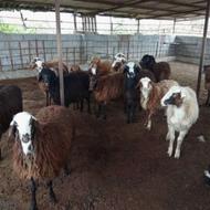 فروش 17راس بره آماده پروار فروش 20راس میش بابره و شیر کرده