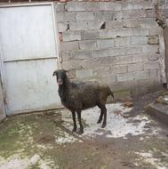 گوسفند ماده کلن ابستن