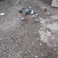 کفترا همه اس