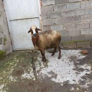 گوسفند ماده جوان،داشتی،کشتار