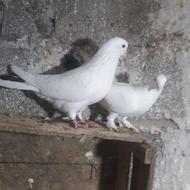 فروش یه جفت دمسیاه