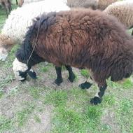 گوسفند قوچ تخمی