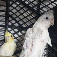 عروس هلندی دو تا باهم