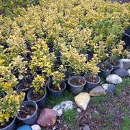 شمشادطلایی