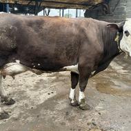 ماده گاو سمینتال