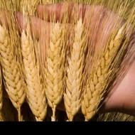 گندم دیم و آبی