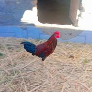 خروس معامله میشه ‌با‌خروس