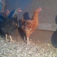 فروش خروش مرغ