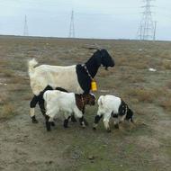 بز همراه 2 بزغاله نر و مآده جووون