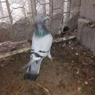 ‌‌ ‌‌‌‌کبوتر‌‌‌‌‌مسافتی‌‌سبز