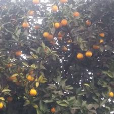 محصولات خانگی