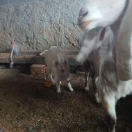 دو عدد بز دو عدد بزغاله