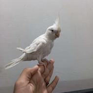 عروس هلندی سخنگو