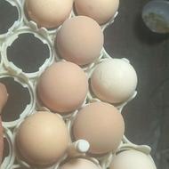 تخم نطفه دار لاری