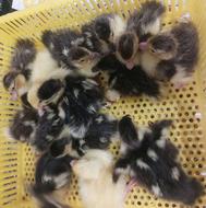 جوجه اردک اسرائیلی