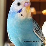 مرغ عشق بالغ