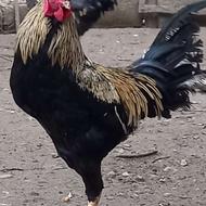 خروس لاری جوان