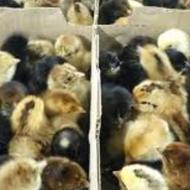 فروش جوجه های گلپایگانی